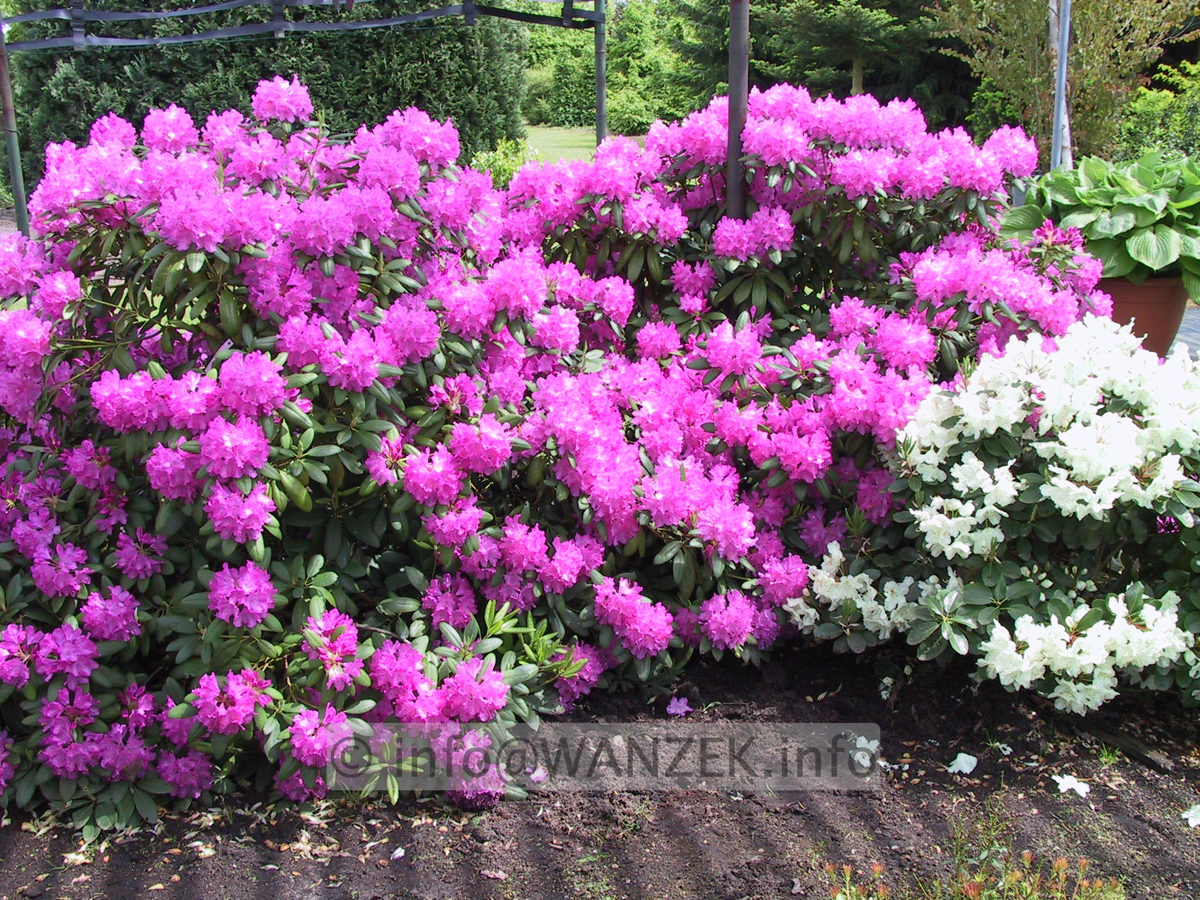 Rhododendron Roseum Elegans 02.JPG
